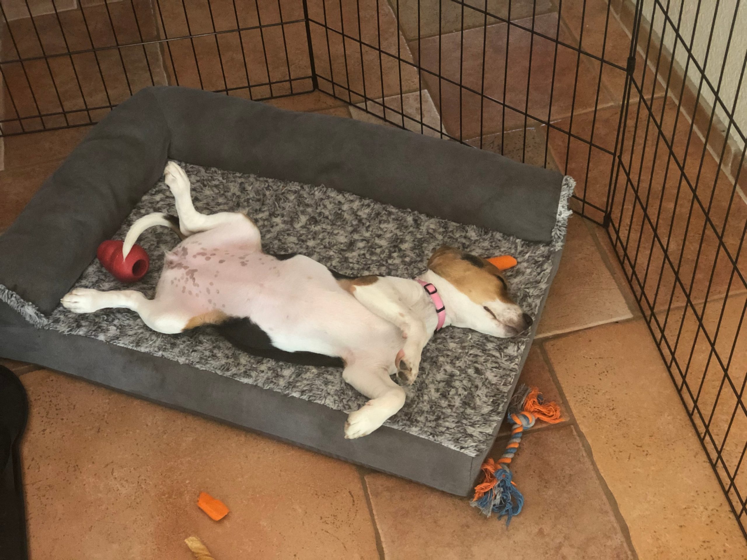 a beagle comfortably resting in a crate