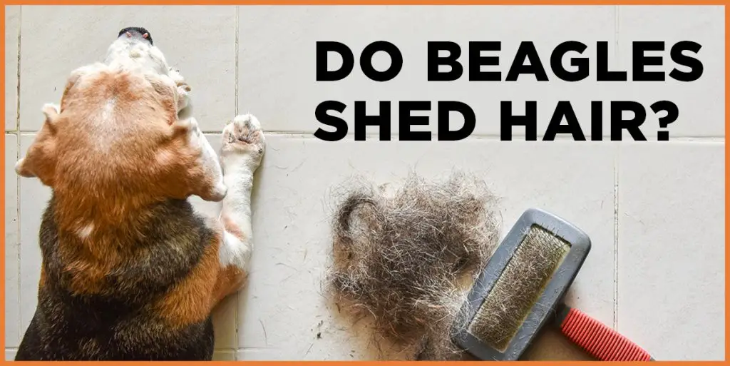 do beagles shed