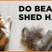 Understanding Beagle Shedding: Do Beagles Shed?