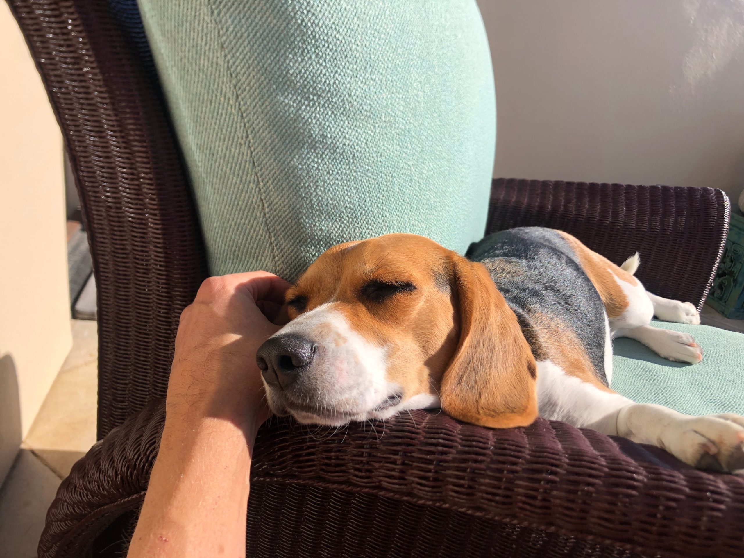 beagle shedding while relaxing in sunlight