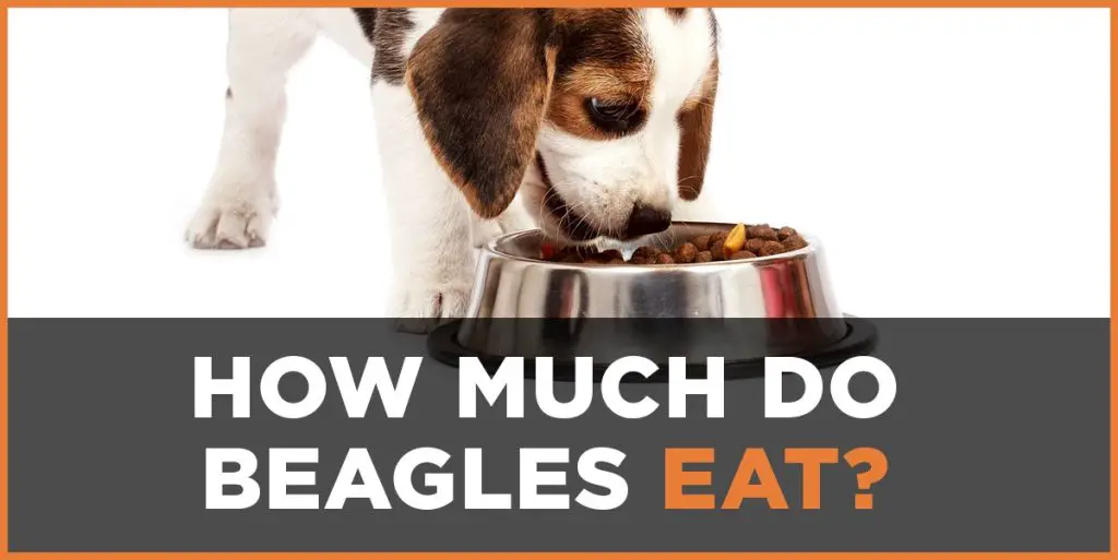 how much do beagles eat