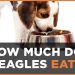 Best Food Portions: How Much Do Beagles Eat?