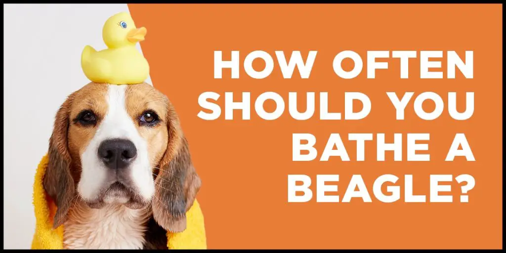 how often should you bathe a beagle