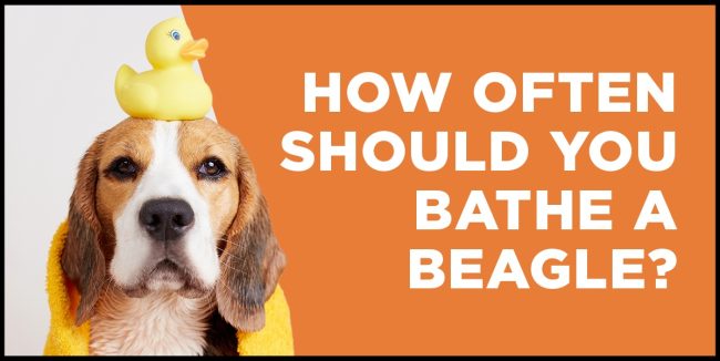 How Often Should You Bathe a Beagle? Essential Grooming Advice how often should you bathe a beagle
