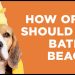 How Often Should You Bathe a Beagle? Essential Grooming Advice