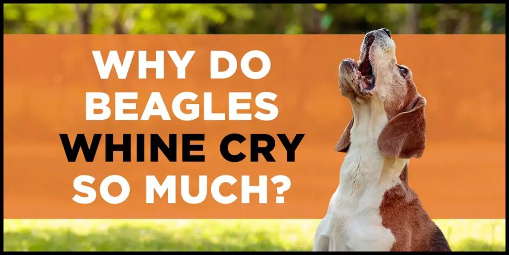 why do beagles whine & cry so much?