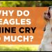 Why Do Beagles Whine Cry So Much? Best Solutions Explained